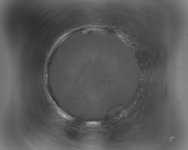 X0000083660053200702121226