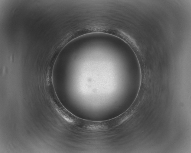 X0000083660065200702121226