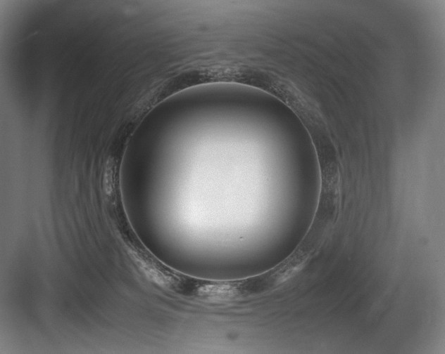 X0000083660133200702121226