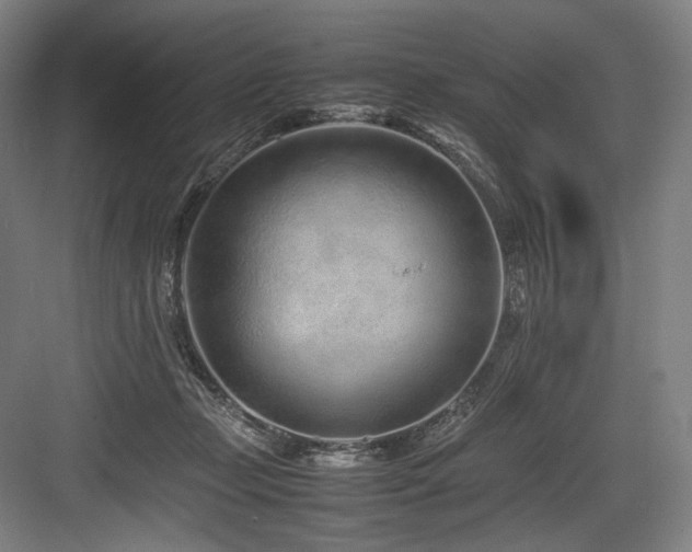 X0000083660365200702121222