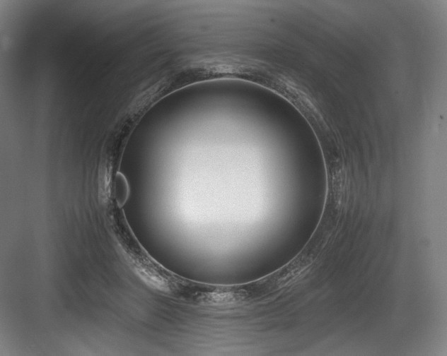 X0000083660406200702121221