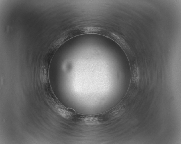 X0000083660426200702121221