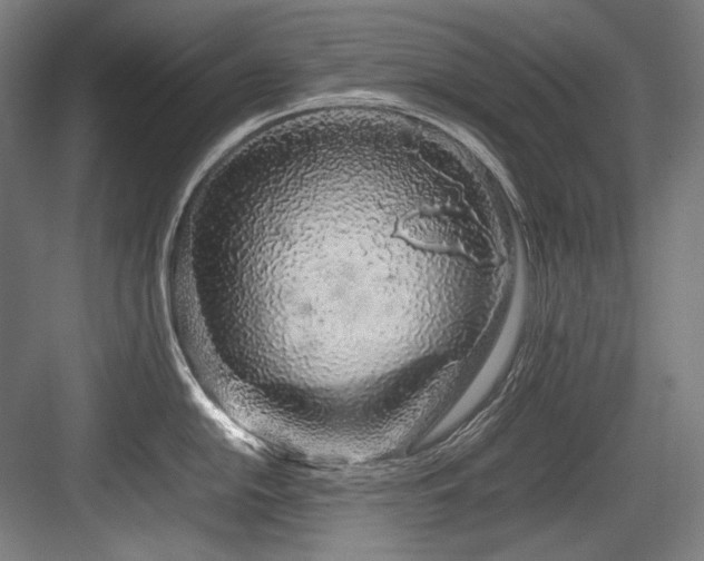 X0000083661054200702121211