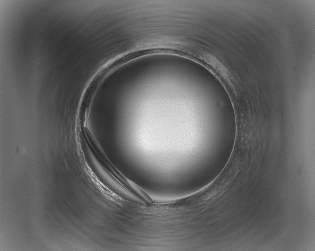 X0000083661072200702121210