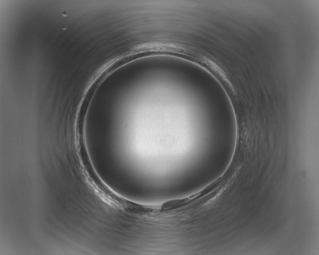 X0000083661082200702121210