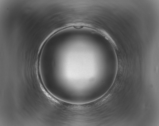 X0000083661100200702121209
