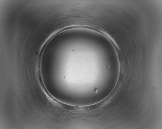 X0000083661101200702121209