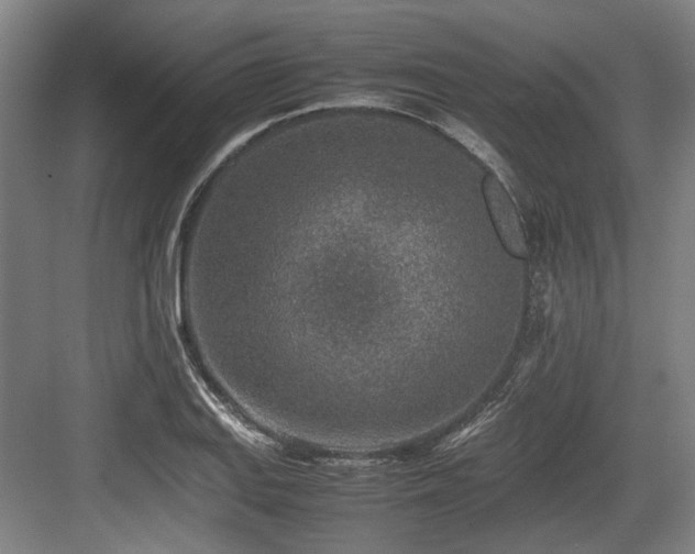 X0000083661127200702121209