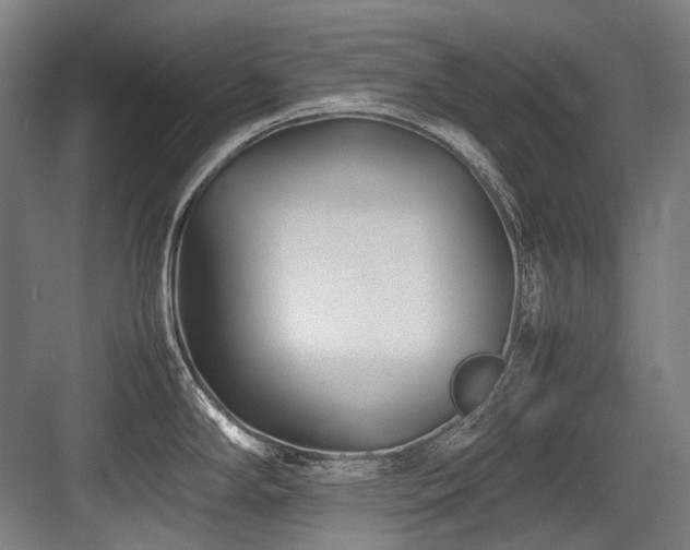 X0000083661294200702121206