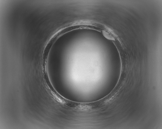 X0000083661312200702121205