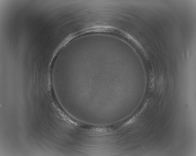 X0000083661362200702121205