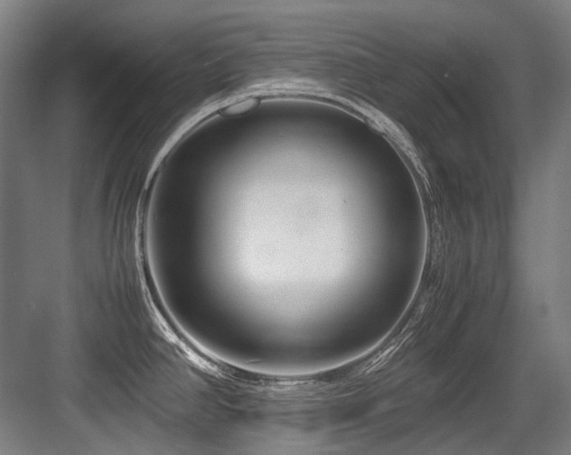 X0000083661390200702121204