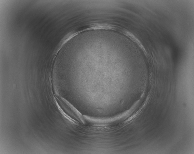 X0000083661425200702121204