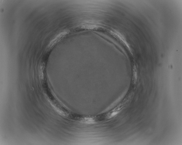 X0000083660114200702261151