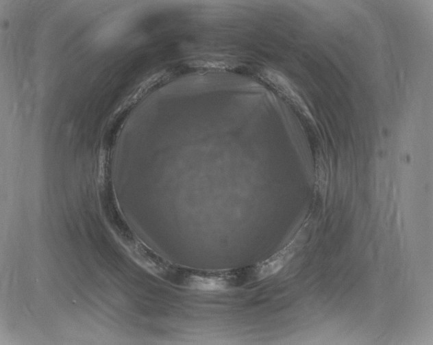 X0000083660167200702261151