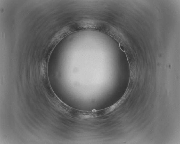 X0000083660175200702261151