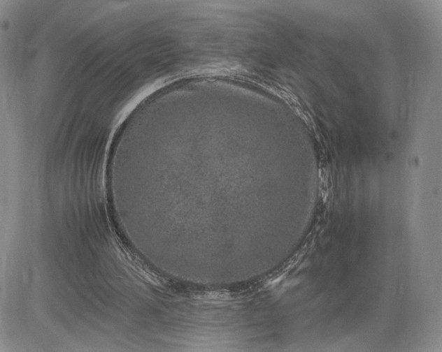 X0000083660196200702261150