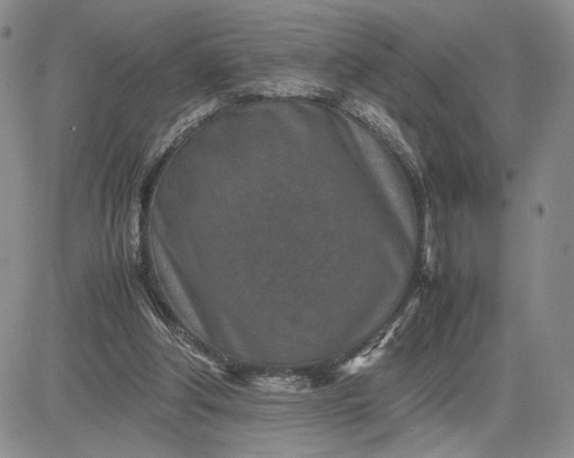 X0000083660202200702261150