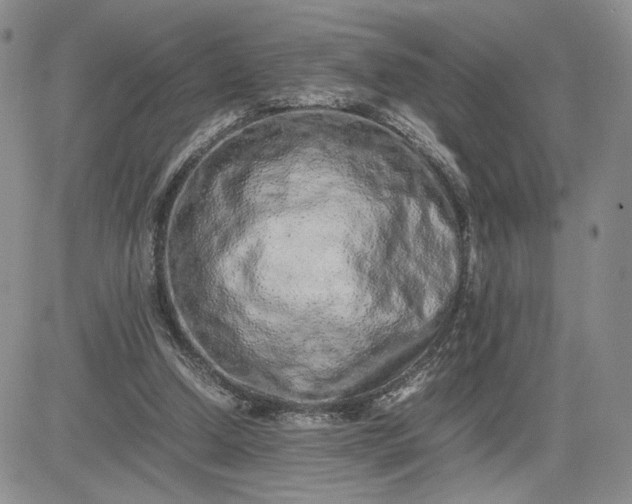 X0000083660250200702261149