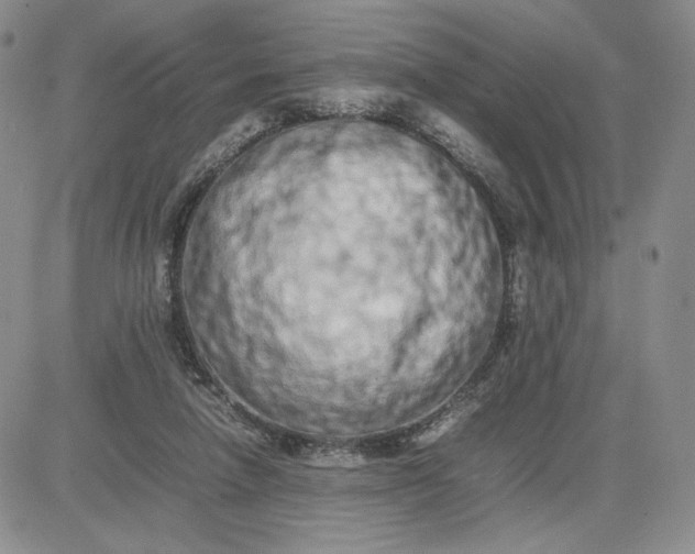 X0000083660258200702261149