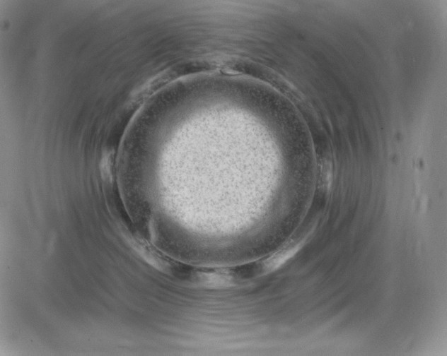 X0000083660286200702261149