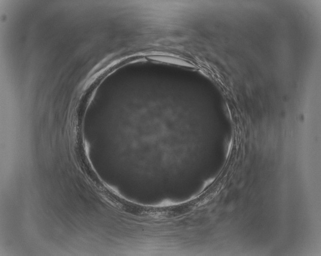 X0000083660295200702261148