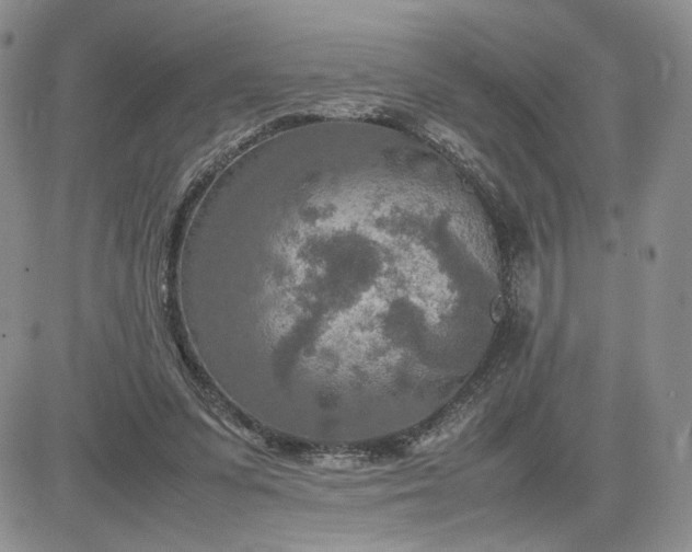 X0000083660303200702261148