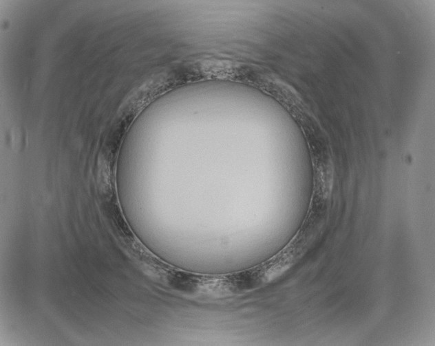 X0000083660705200702261142