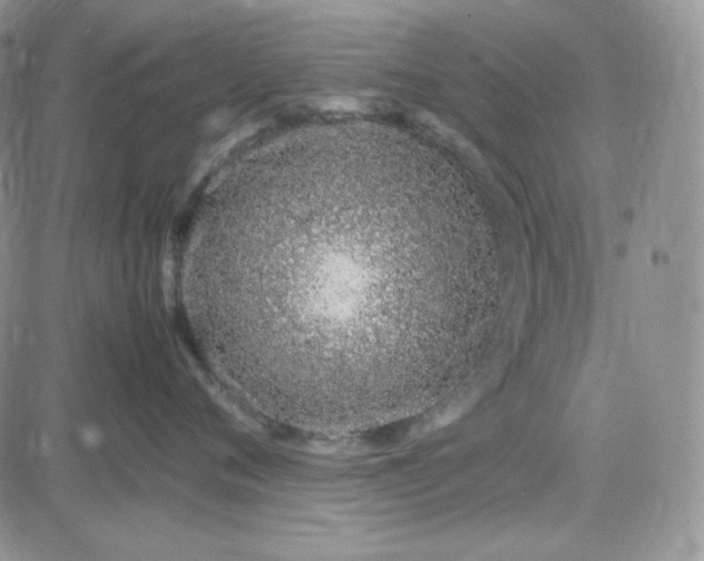 X0000083660720200702261141