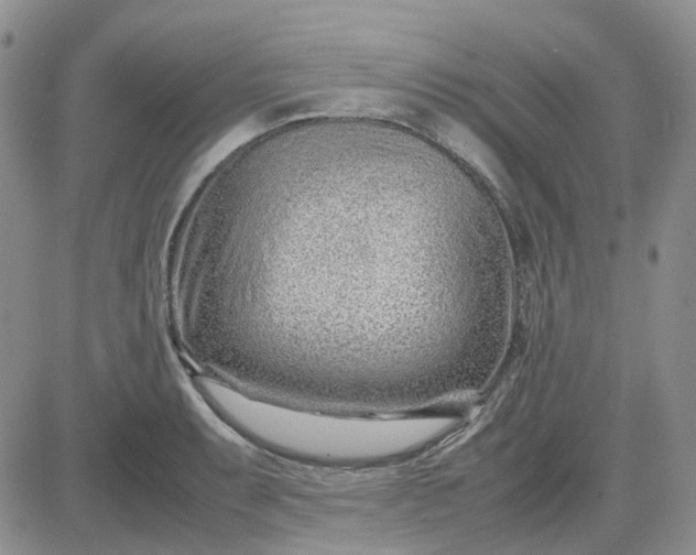 X0000083661087200702261135