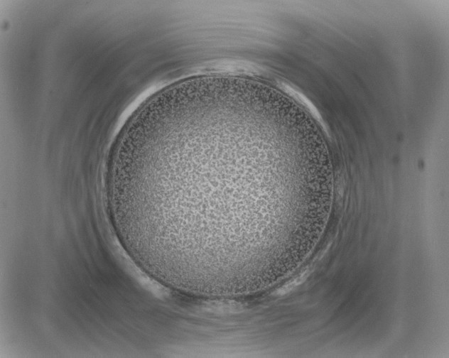 X0000083661091200702261135