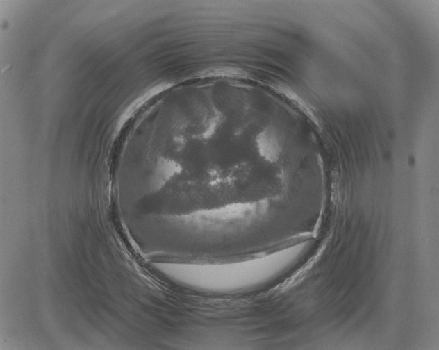X0000083661117200702261134