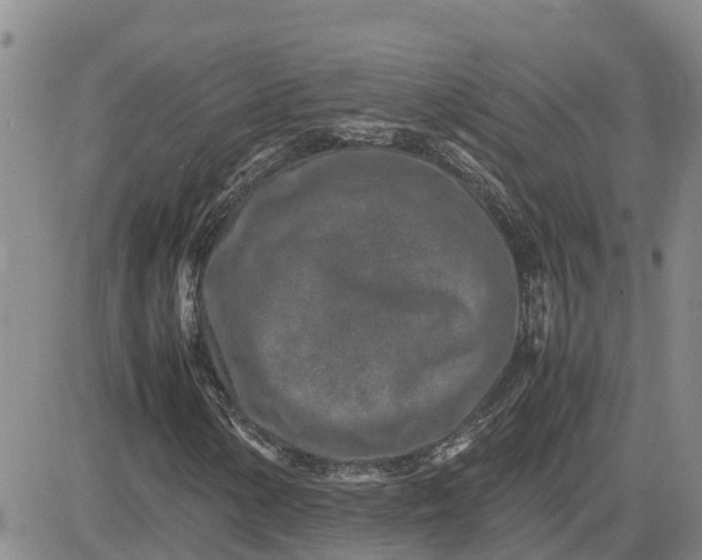 X0000083661154200702261134