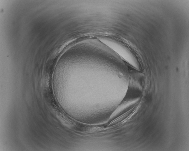 X0000083661161200702261134