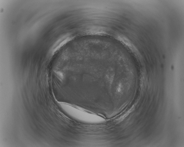 X0000083661306200702261131