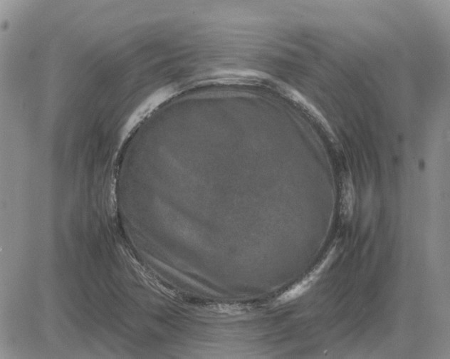 X0000083661362200702261131