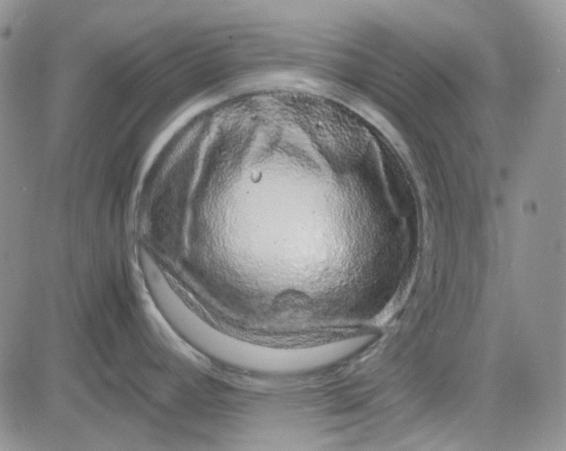 X0000083661392200702261130