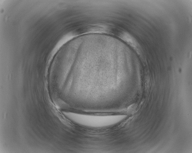 X0000083661427200702261130