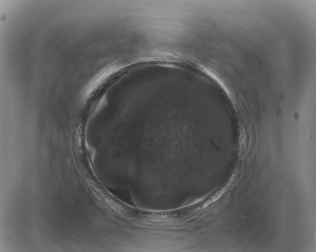 X0000083661455200702261129