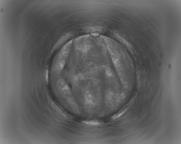 X0000083660067200703051802