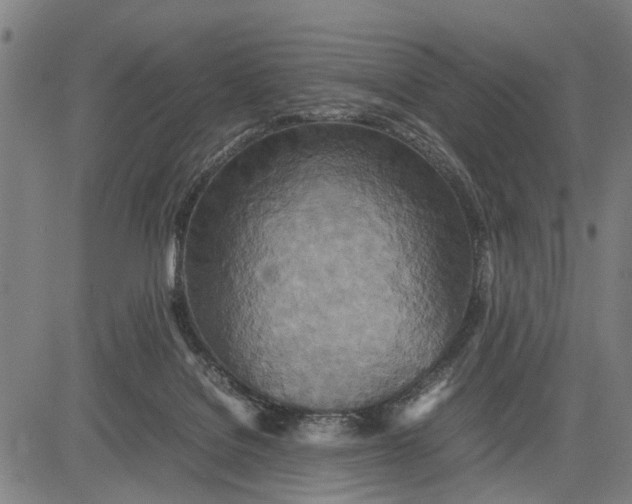 X0000083660076200703051803