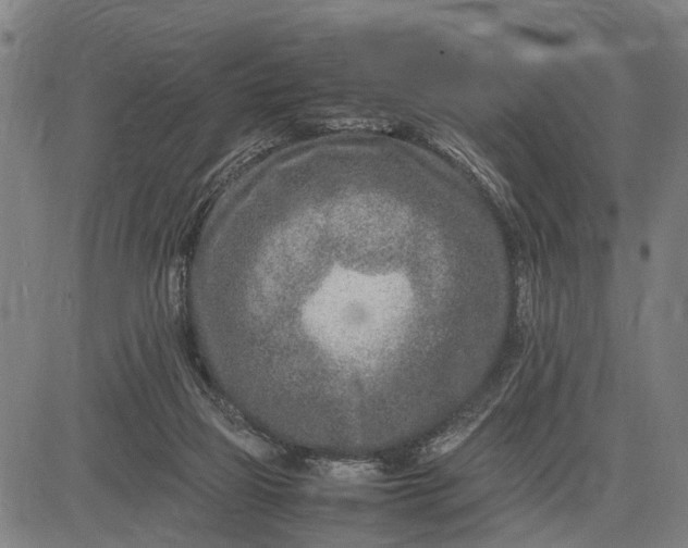 X0000083660165200703051801