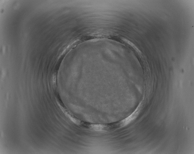 X0000083660192200703051801