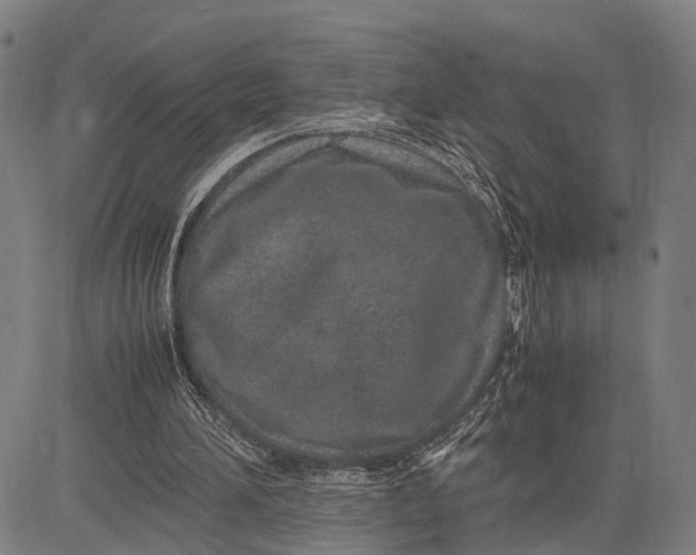 X0000083660196200703051800