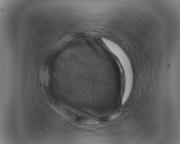 X0000083660223200703051800