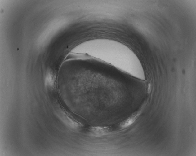 X0000083660239200703051800