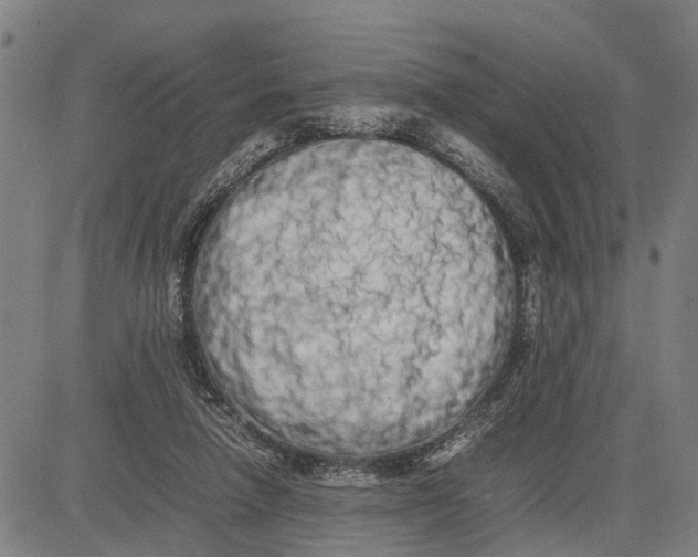 X0000083660258200703051759