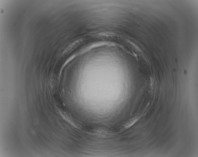 X0000083660284200703051800