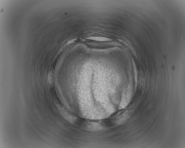 X0000083660285200703051800