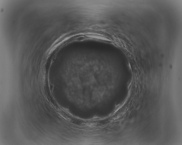 X0000083660295200703051759